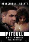 斗牛犬Pitbull